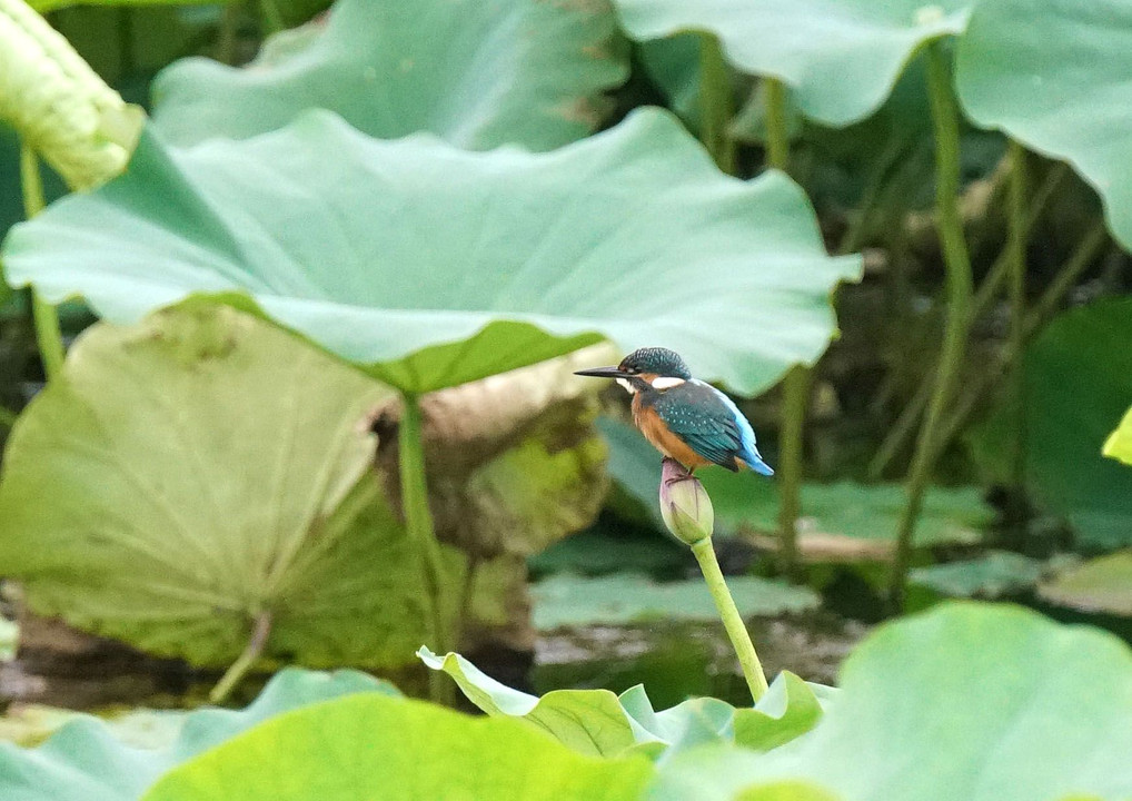 カワちゃんの花座布団（2）#カワセミ#