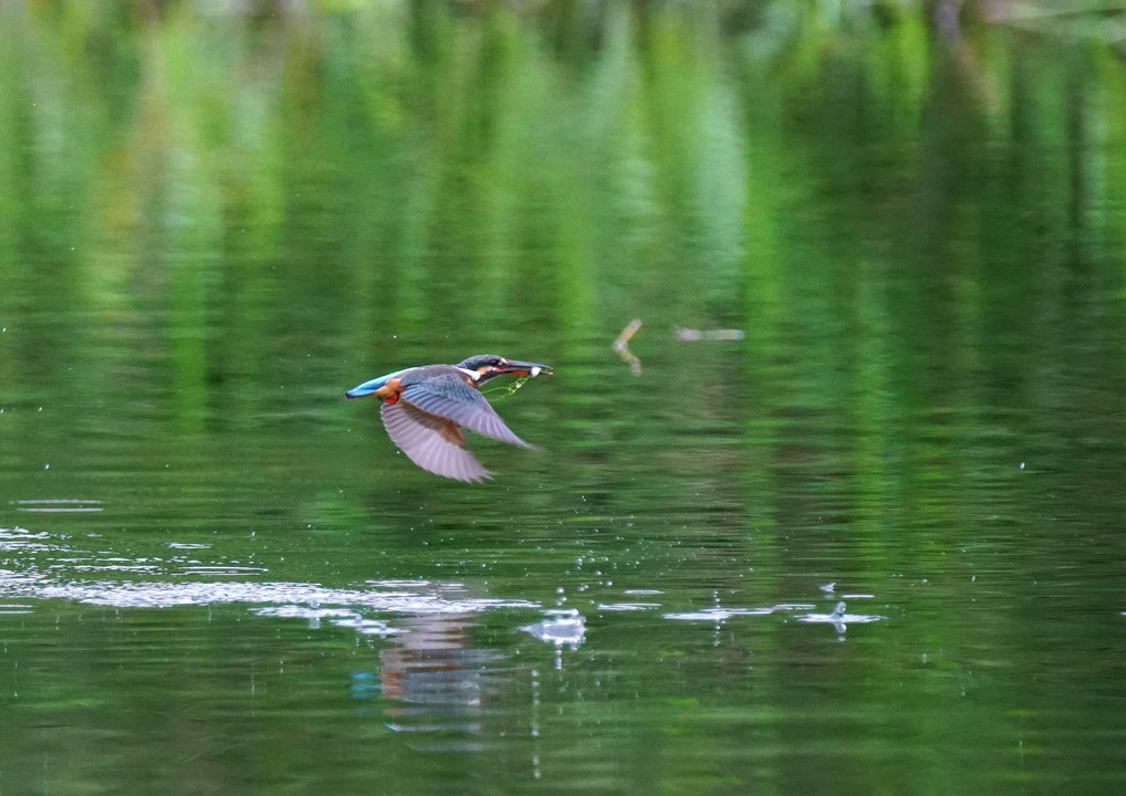 ピラカン池の御立台に立ったのは・・#カワセミ#