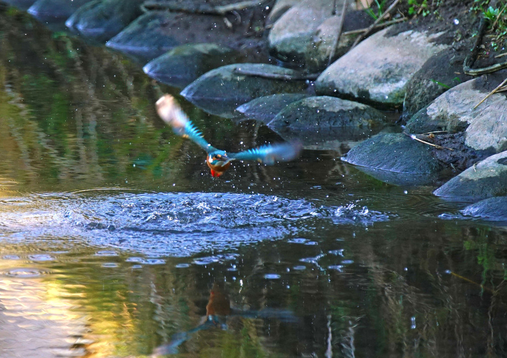 気に成るワンドのカワちゃん　#カワセミ#