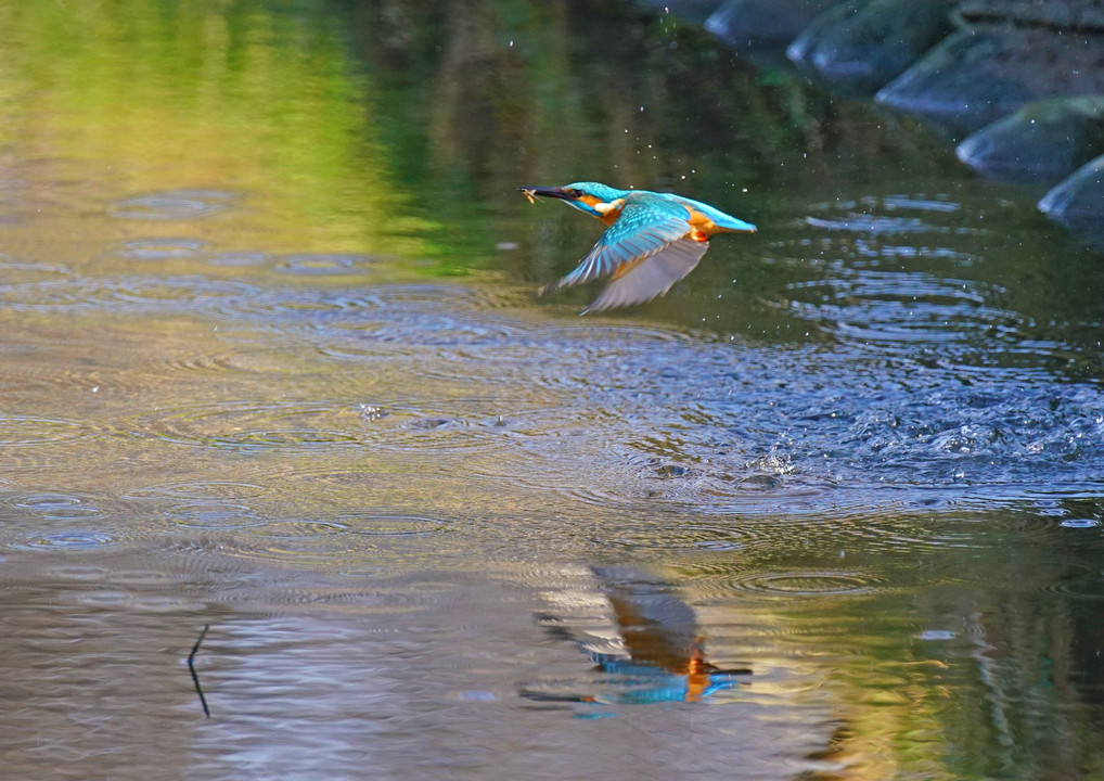 気に成るワンドのカワちゃん　#カワセミ#