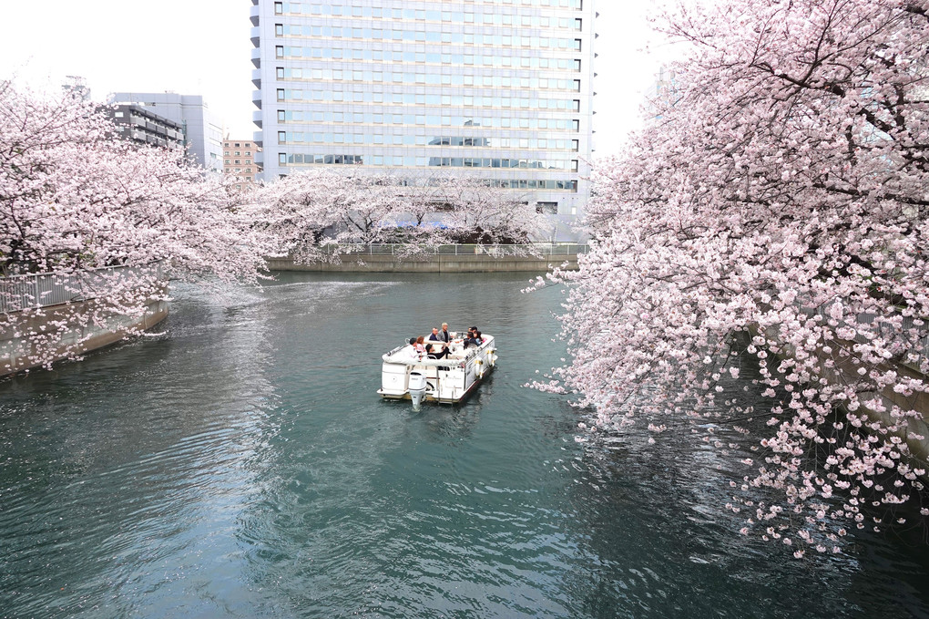 「江戸、深川のサクラ　」