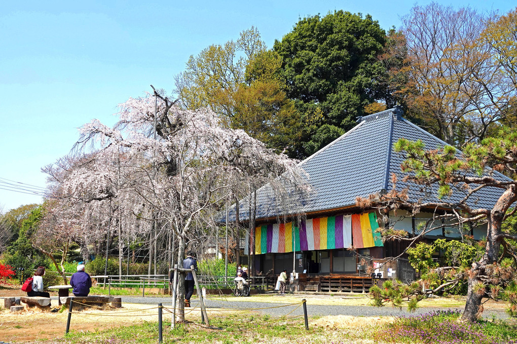 「咲いて270年　さ　く　ら」