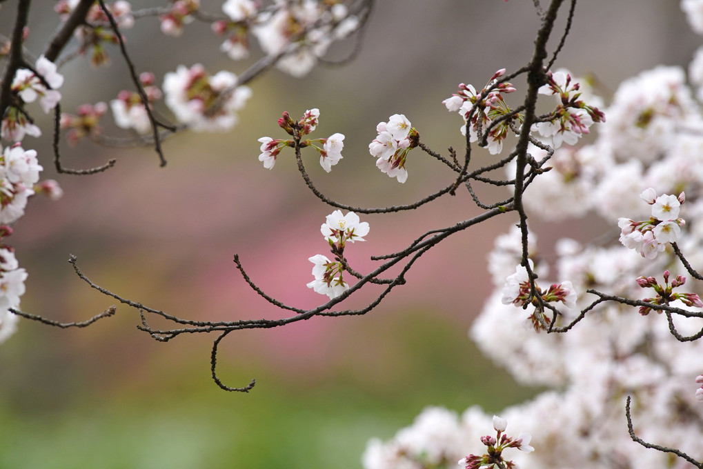 syarakuの桜（3）