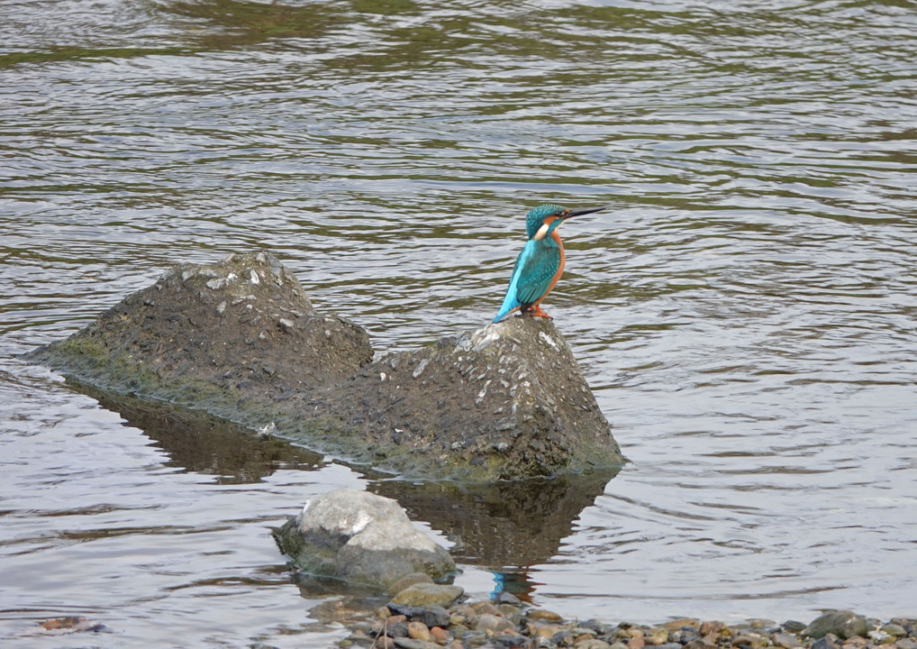 来春のパートナー？（2）#カワセミ#