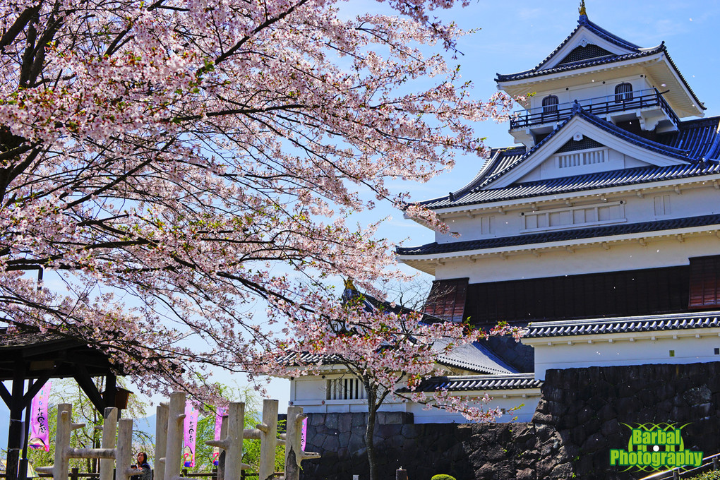 日本の城と桜はやっぱり相性が良い♪