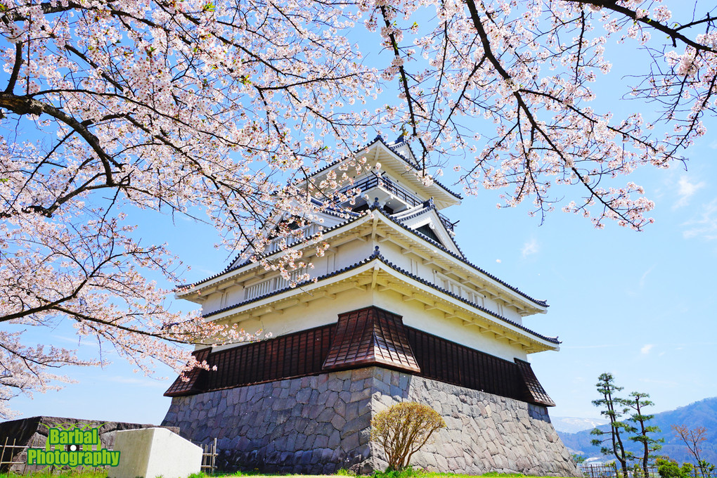 日本の城と桜はやっぱり相性が良い♪
