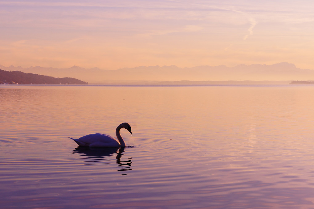 白鳥の湖