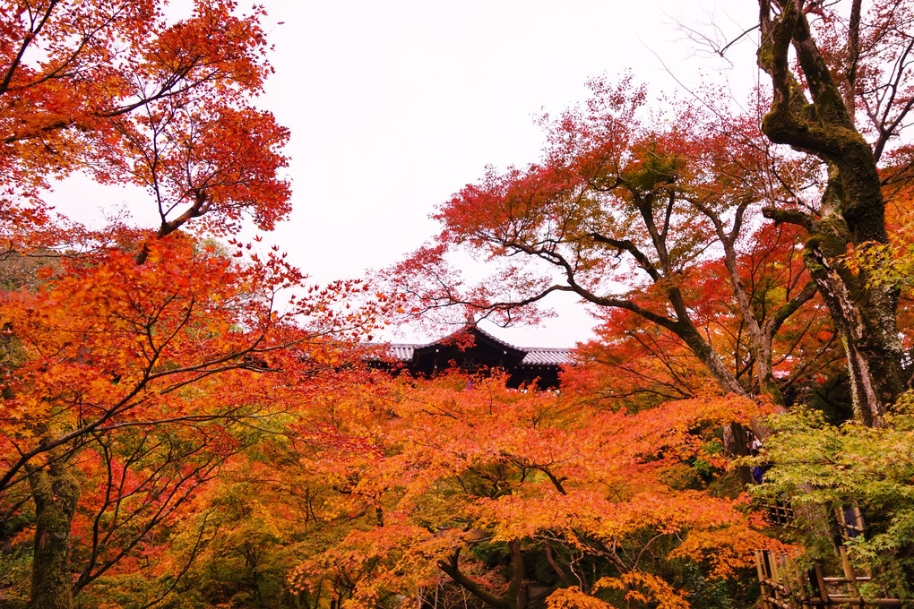 紅葉の東福寺