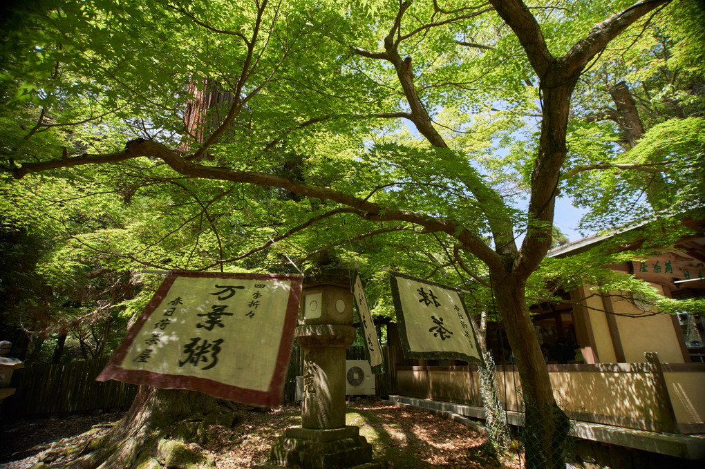 奈良公園散策（茶屋）