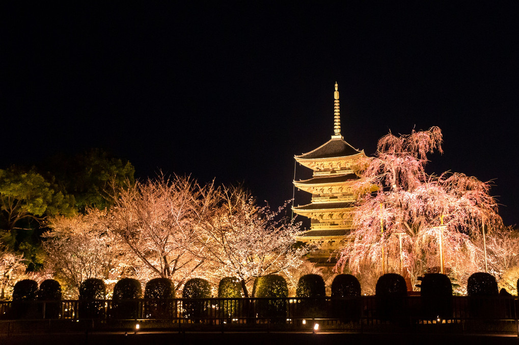 夜桜@東寺