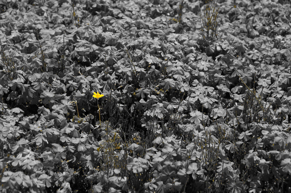 ひとりぼっちの黄色い花
