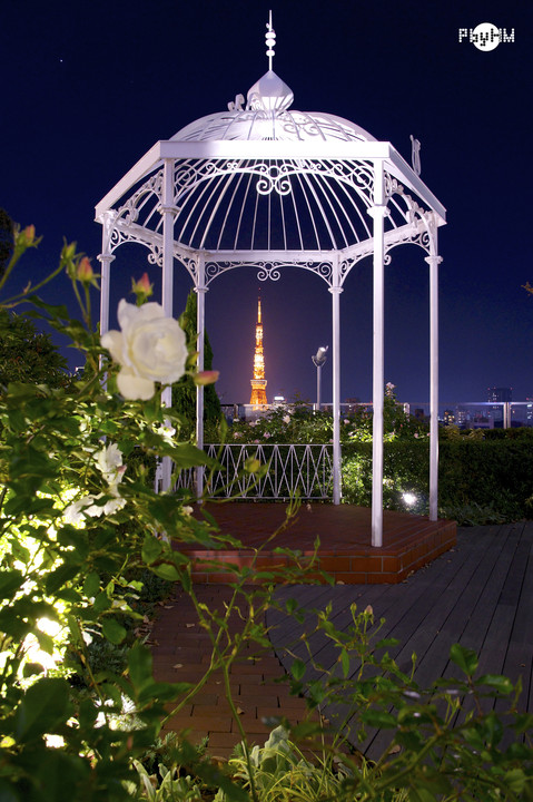 Tokyo tower with white rose