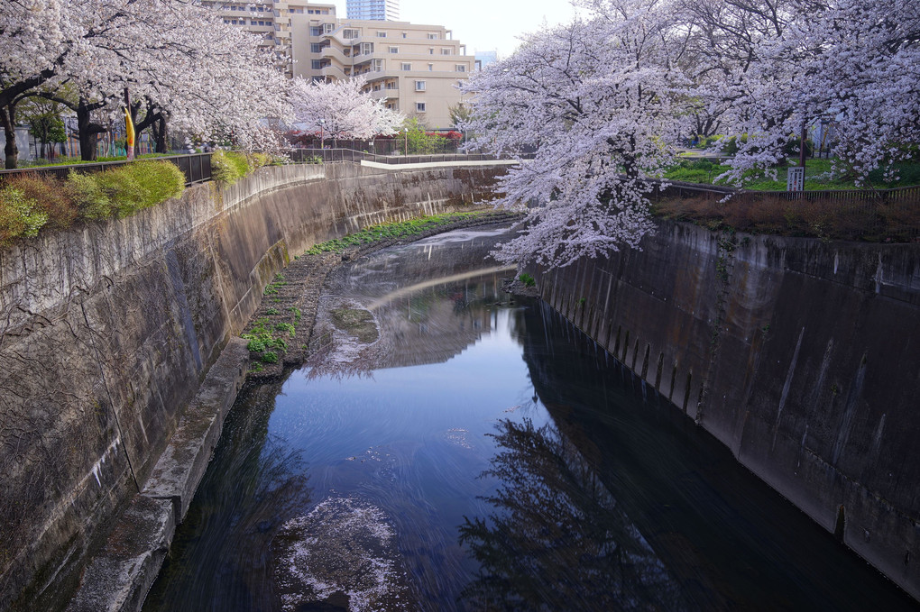 流れる桜 - 前 - （ 陽春 2021 - 58 - ）