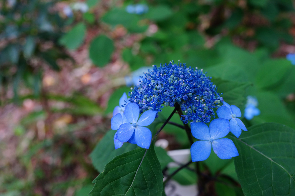 紫陽花探し - 2 -