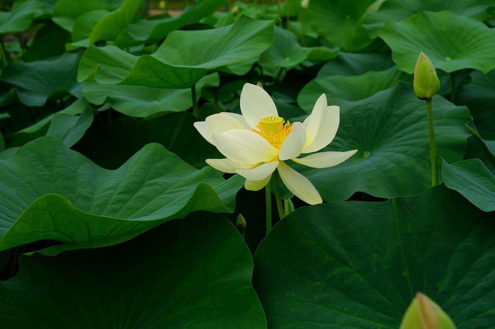 寿中央公園の舞妃蓮 その３