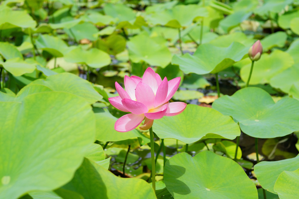 寿中央公園の大賀蓮 - 2 -