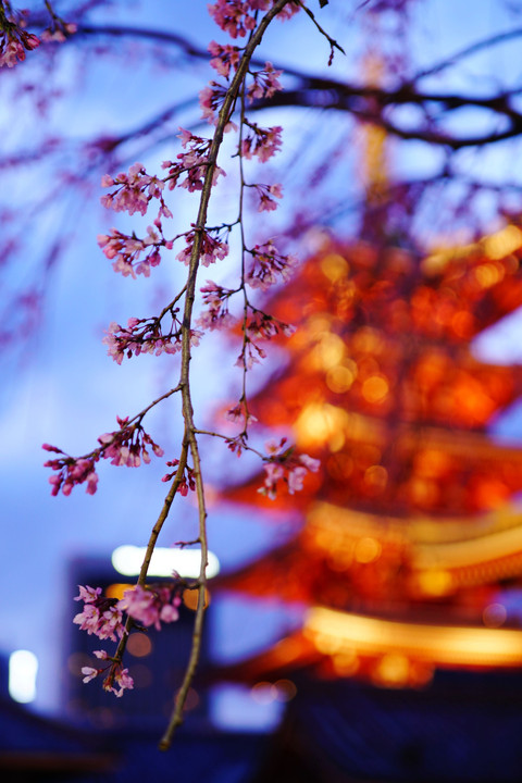 宝蔵門前の枝垂れ桜
