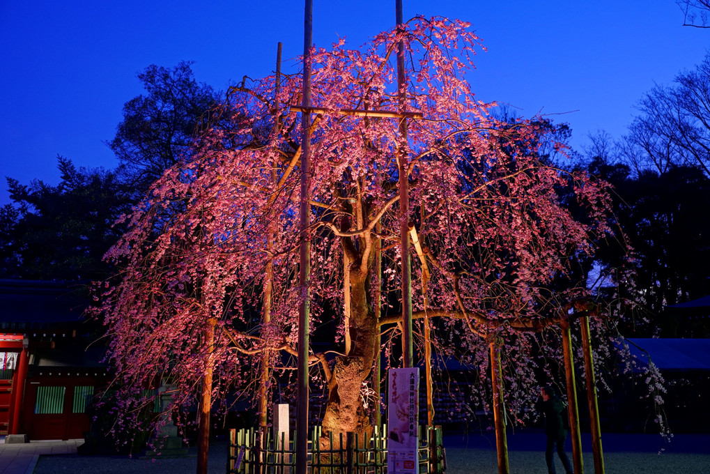 大國魂神社の枝垂れ夜桜