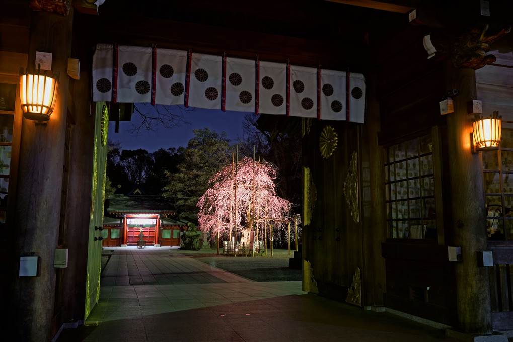大國魂神社の枝垂れ夜桜