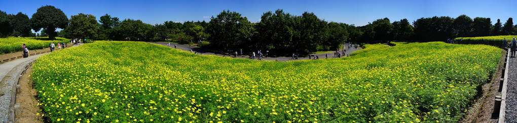 黄色い花の丘 - 2 -