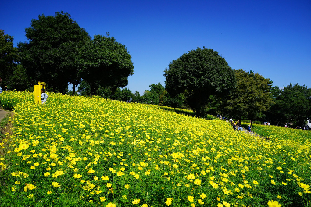 黄色い花の丘 - 3 -