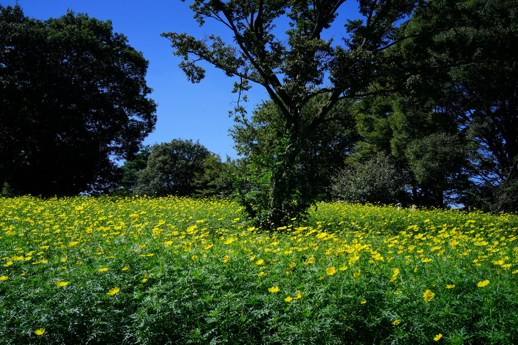 黄色い花の丘 - 3 -