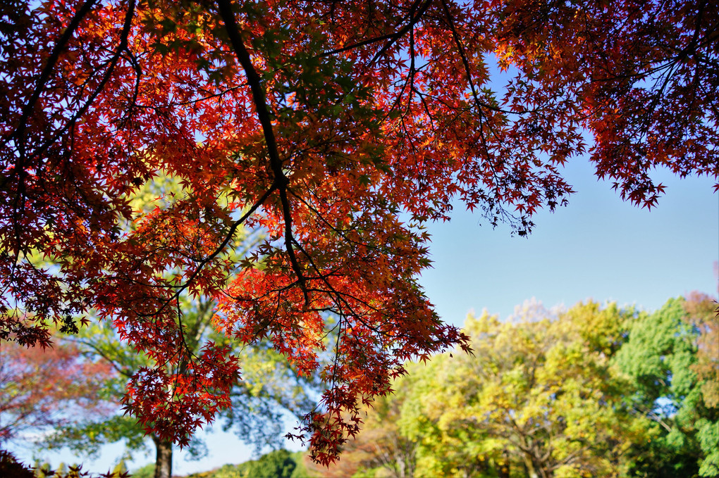 昭和記念公園の秋 - 10 -