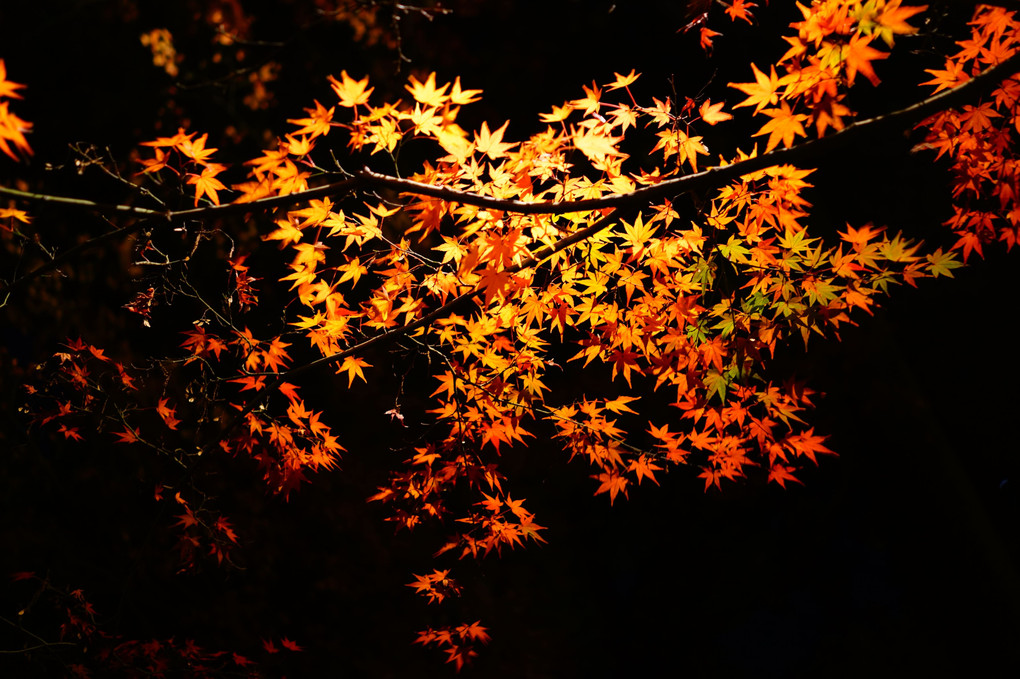 大田黒、紅葉の夕べ - 1 -