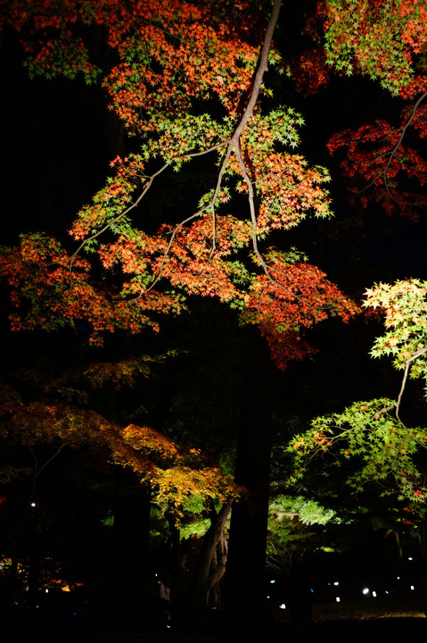 大田黒、紅葉の夕べ - 1 -