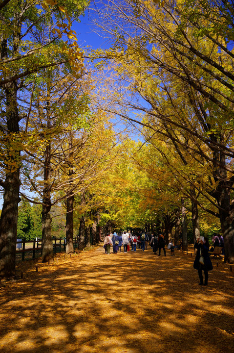 昭和記念公園の秋 - 13 -