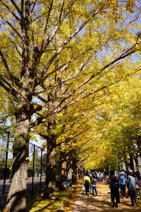 昭和記念公園の秋 - 13 -