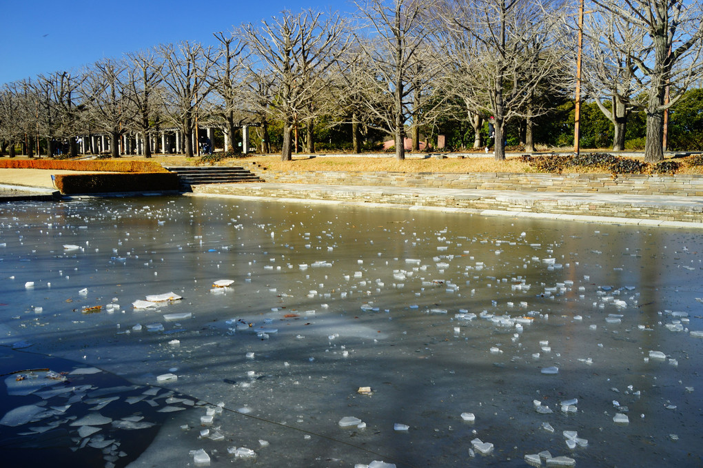 氷の池 - 冬の昭和記念公園 -