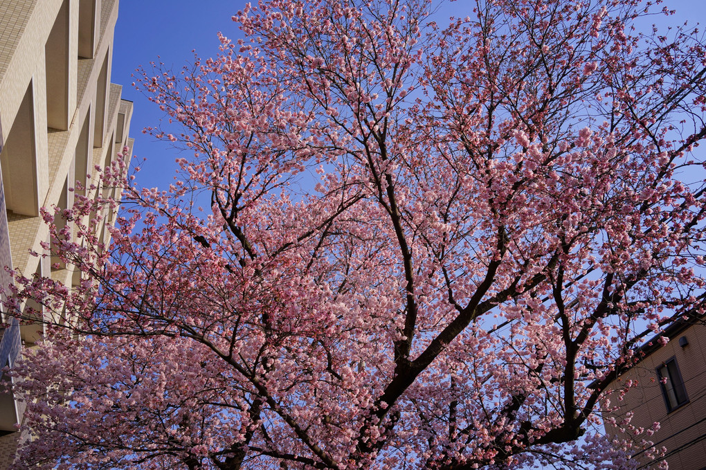 令和4年の桜 - 27 -