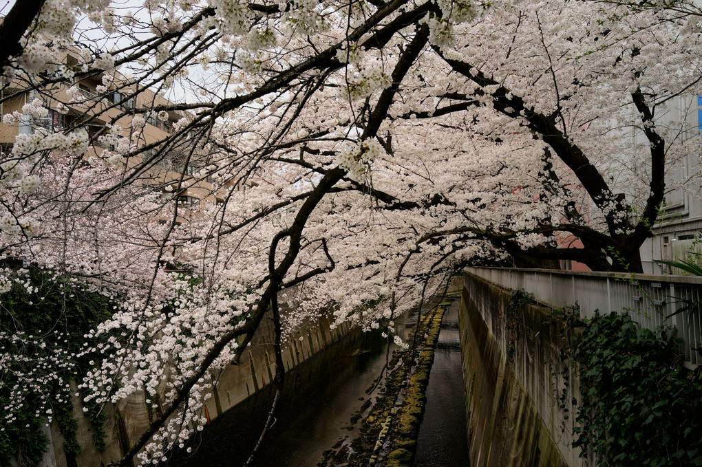 令和4年の桜 - 49 -