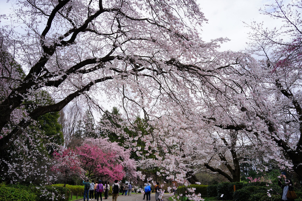 令和4年の桜 - 58 -