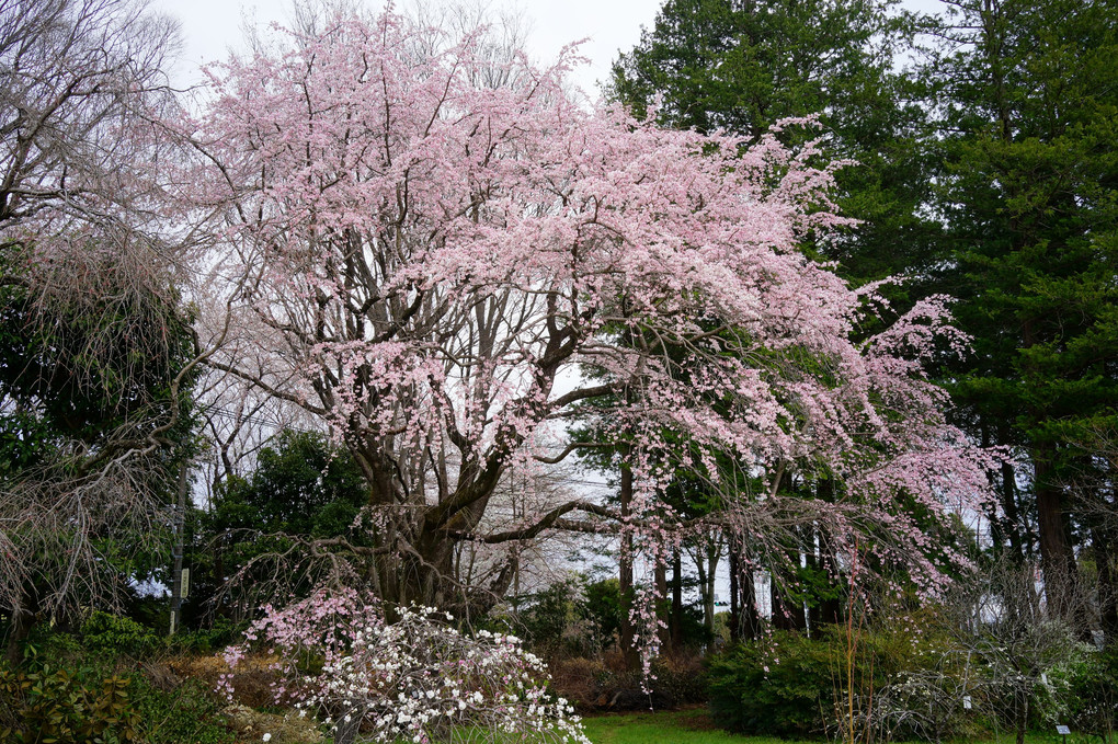 令和4年の桜 - 58 -