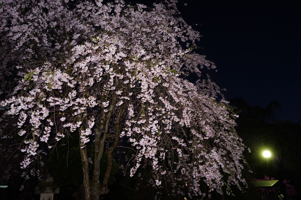 令和4年の桜 - 62 -