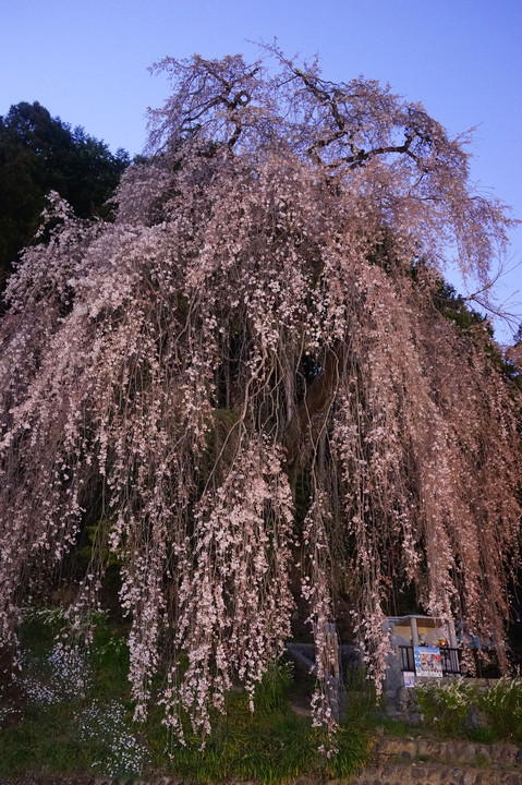 令和4年の桜 - 62 -