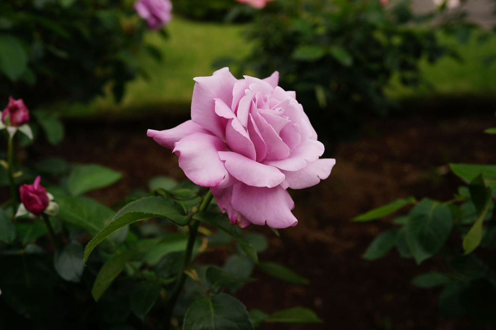 2022 初夏の薔薇 - 1 -