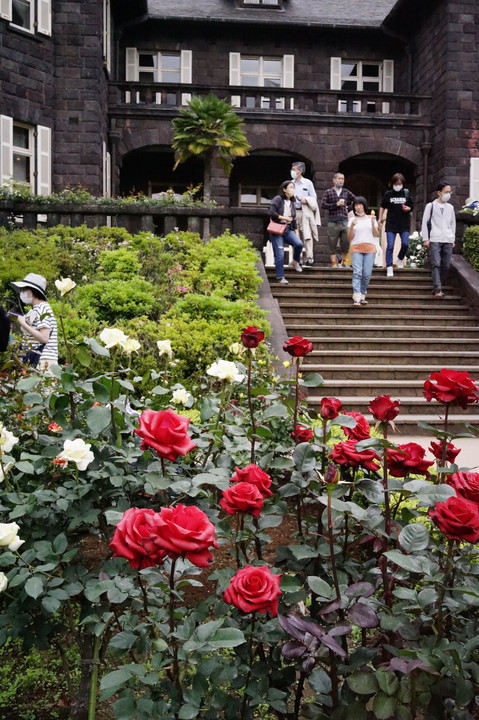 2022 初夏の薔薇 - 3 -