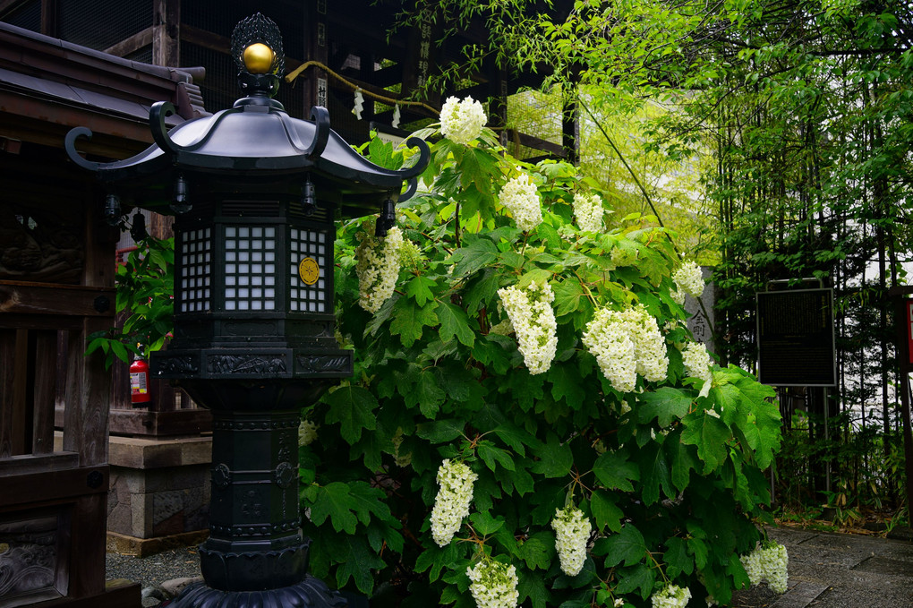 雨のち紫陽花 - 1 -