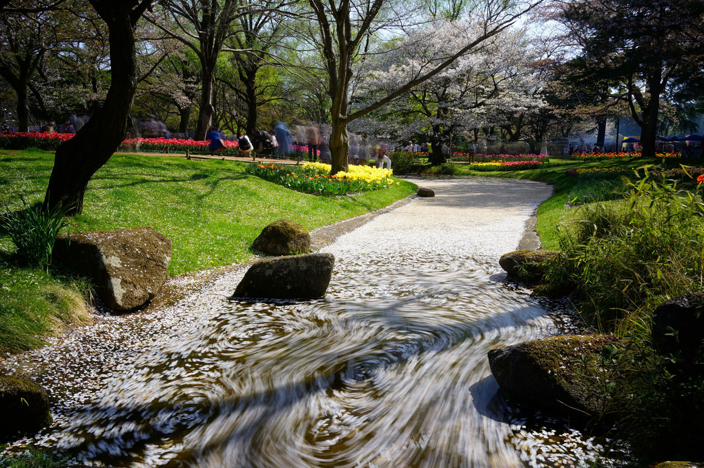 令和4年の桜 - 終 -