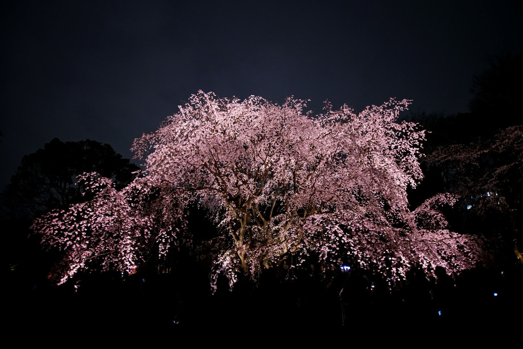 大名庭園の夜桜 2018 - 後 -