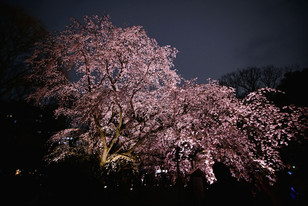 大名庭園の夜桜 2018 - 後 -