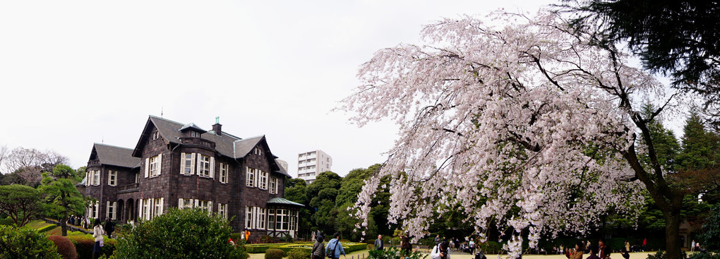 洋館と枝垂れ桜のパノラマ