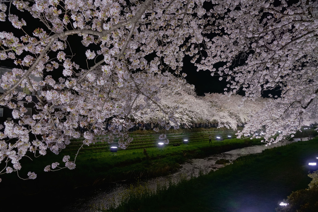 一夜の桜＠野川 - 終 -