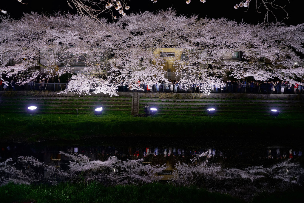 一夜の桜＠野川 - 終 -