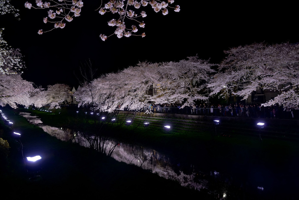 一夜の桜＠野川 - 終 -