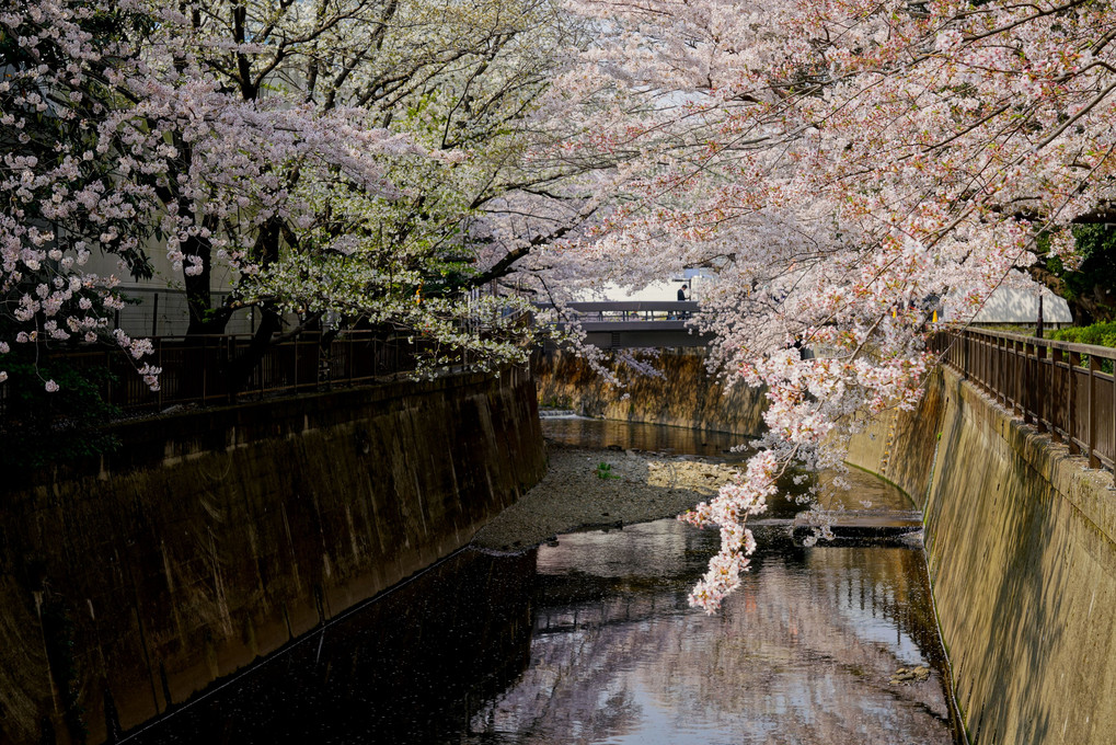 仙川遊歩道の桜