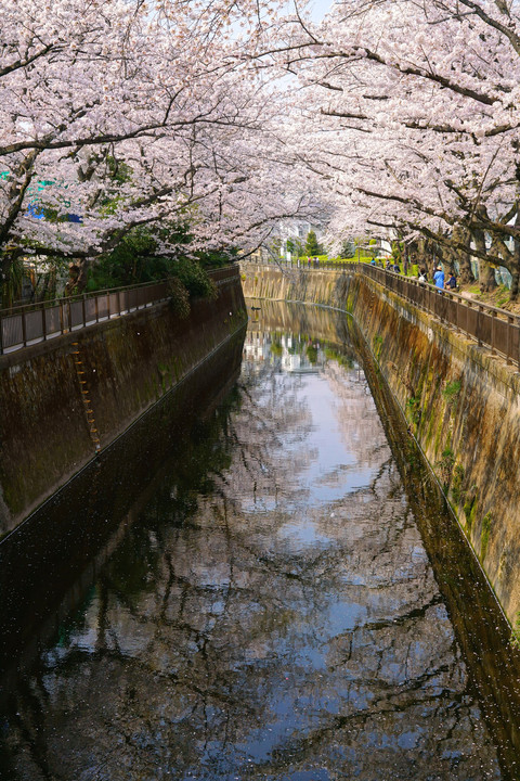 仙川遊歩道の桜